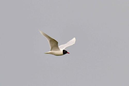 Mouette mélanocéphale