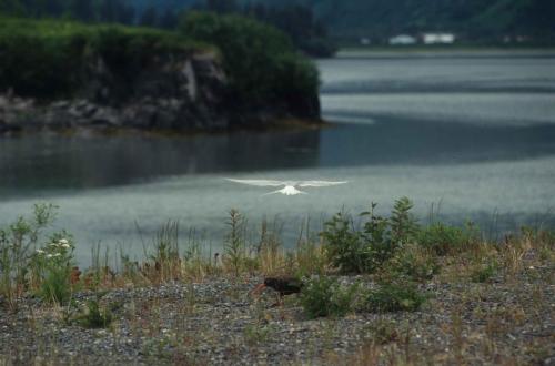 Sterne arctique, Huitrier de Bachman