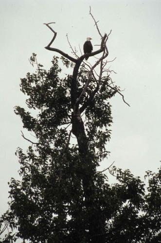 Pygargue à tête blanche
