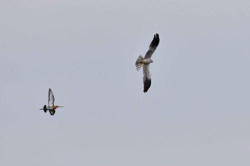 Barge à queue noire qui chasse un Busard cendré