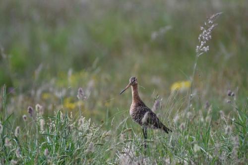 Barge à queue noire