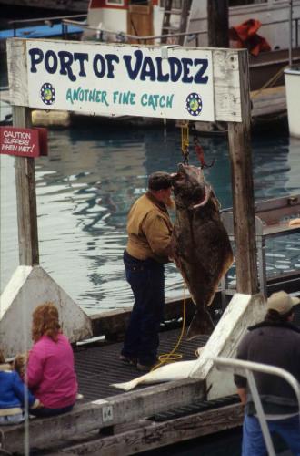 Pêche miraculeuse à Valdez (flétan)