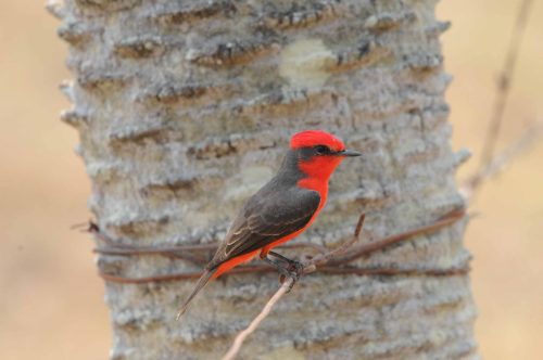 Moucherolle vermillon