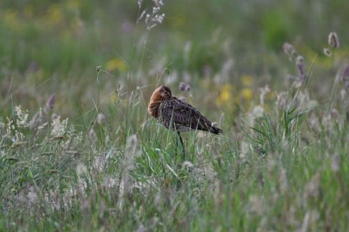 Barge à queue noire