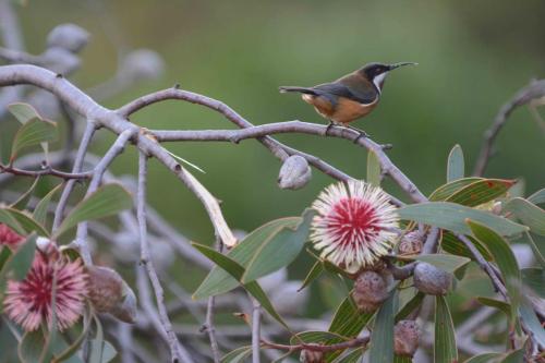 Méliphage à bec grêle