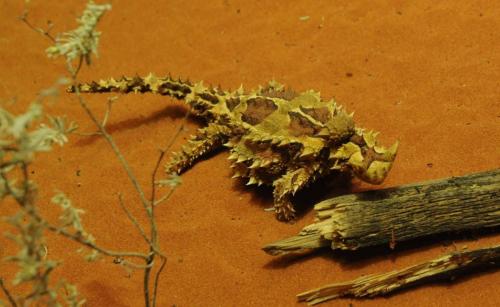 Thorny Devil - lézard au parc animalier