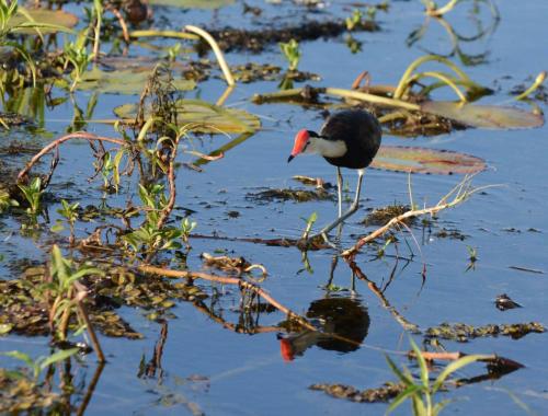 Jacana à crête