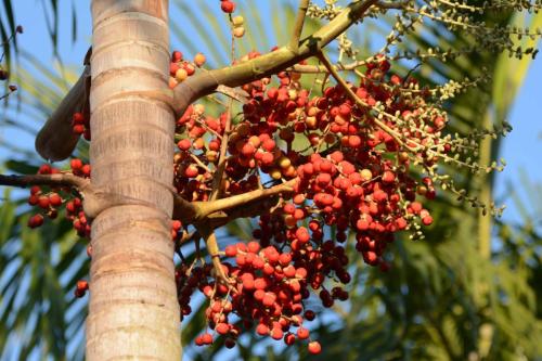 Fruits de palmiers