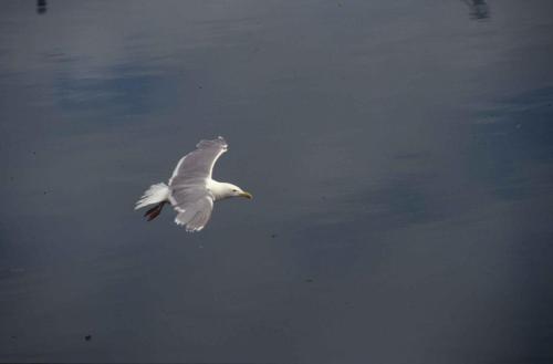 Goéland à ailes grises