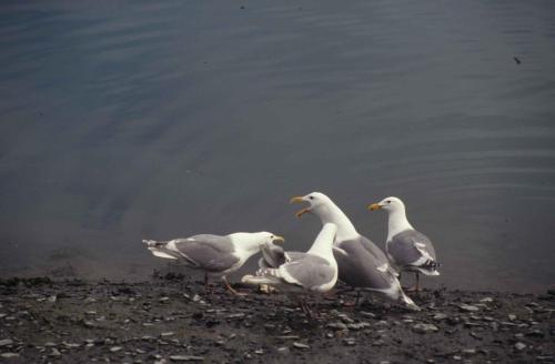 Goélands à ailes grises