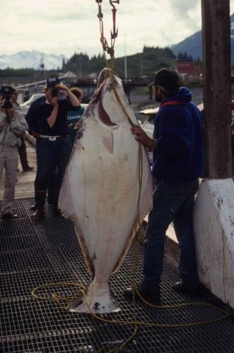 Pêche miraculeuse à Valdez (flétan)