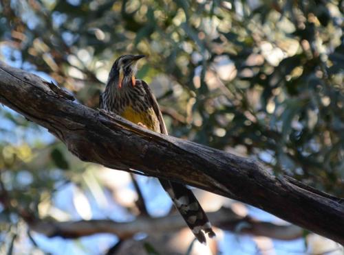Méliphage à pendeloques