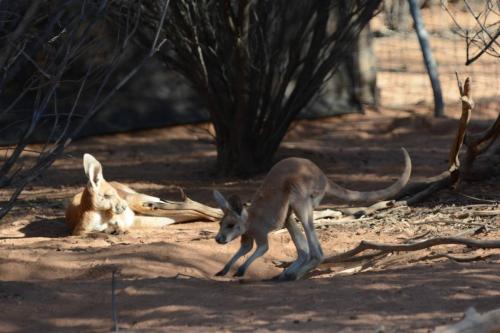 Jeune kangourou au parc animalier