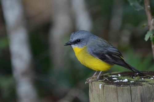 Miro à poitrine jaune