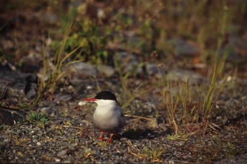 Sterne arctique