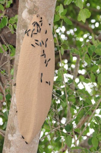 Nid d'abeilles ou guèpes