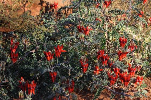 Sturt's desert peas
