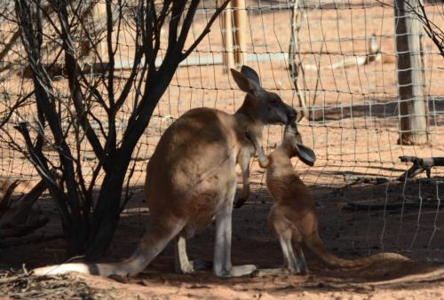 Jeune kangourou et sa mère au parc animalier