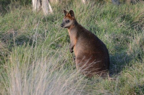 Wallaby noir