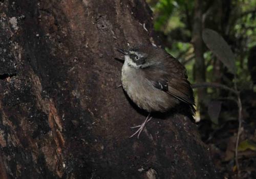 Séricorne à sourcils blancs