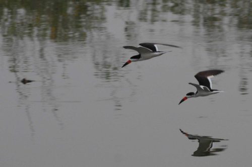 Becs-en-ciseau noirs