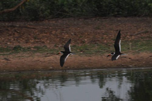 Becs-en-ciseau noirs
