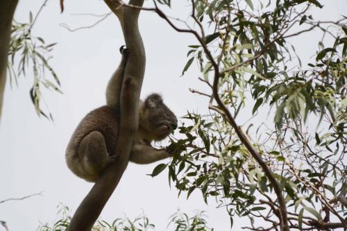 Koala se régalant de feuilles d'eucalyptus