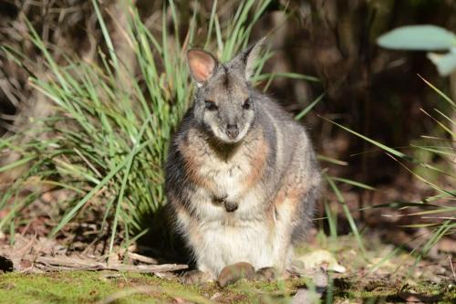 Wallaby de Tamar