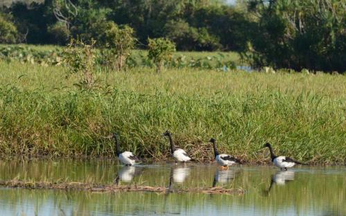 Canaroies semipalmées
