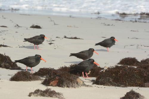 Huîtriers fuligineux