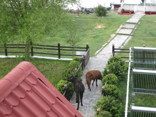 Les vaches rentrent dans le jardin de l'hôtel...