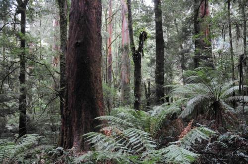 Rainforest dans le parc national de Otway