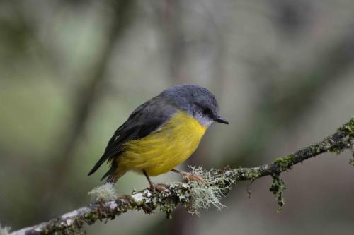 Miro à poitrine jaune