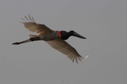 Jabiru d'Amérique