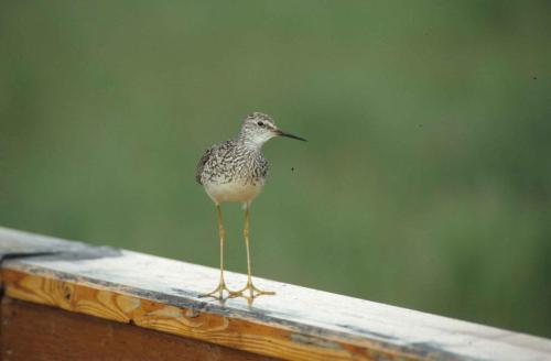 Grand chevalier à pattes jaunes