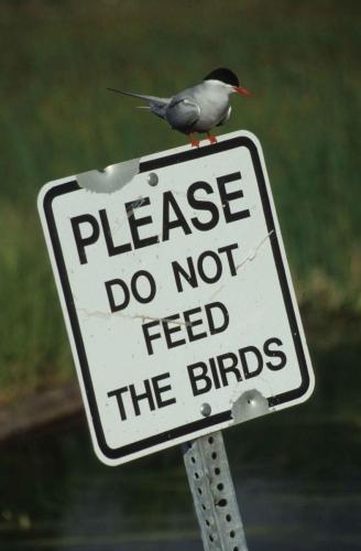 Sterne arctique, "merci de ne pas nourrir les oiseaux"