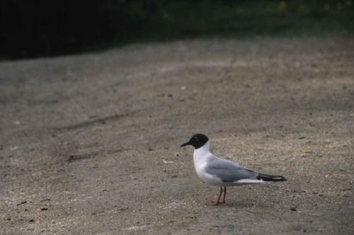 Mouette de Bonaparte