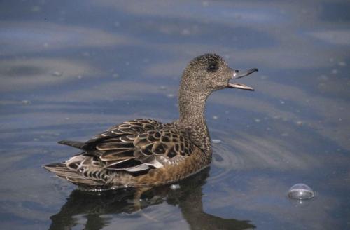 Canard siffleur d'Amérique (femelle)
