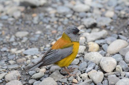 Phrygille de Patagonie