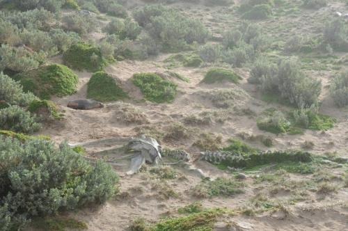 Squelette de baleine à bosses (un jeune qui s'est échoué lors d'une tempête) 