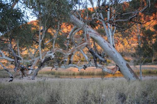 Parc national de West MacDonnell - Glen Ellen Gorge