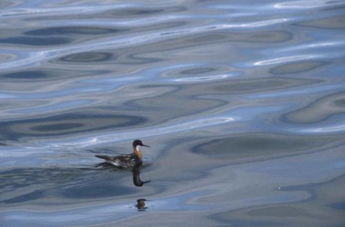 Phalarope hyperboréen (à bec étroit)