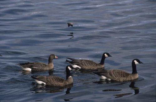 Bernaches du Canada, Oie rieuse