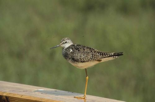 Grand chevalier à pattes jaunes