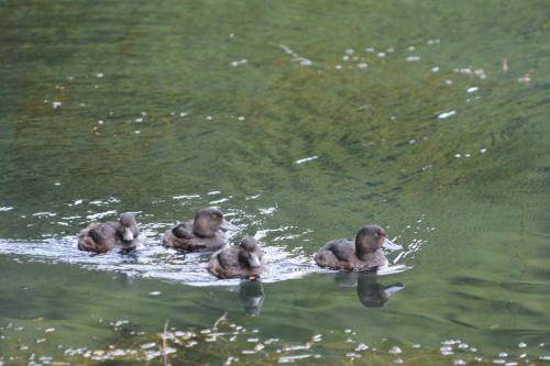 Fuligules de Nouvelle-Zélande