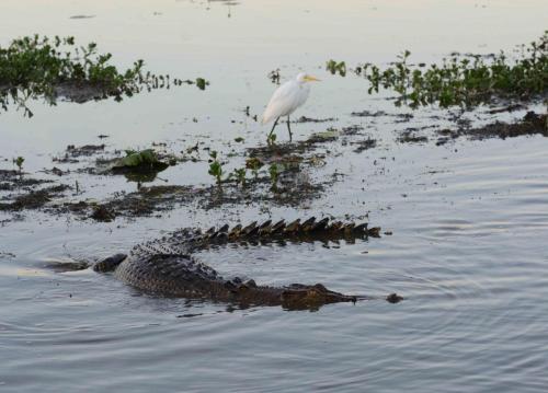 Crocodile et Héron intermédiaire