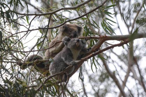 Jeune koala avec sa mère