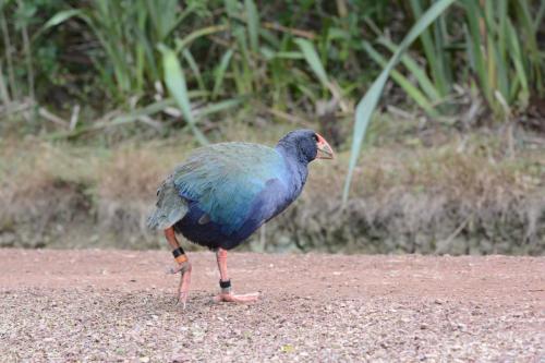 Talève takahé du Sud