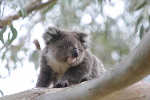 Jeune koala