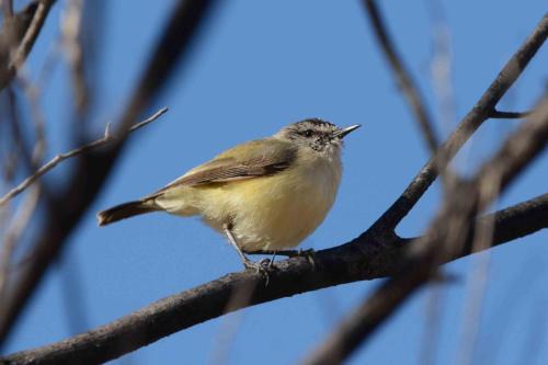 Acanthize à croupion jaune